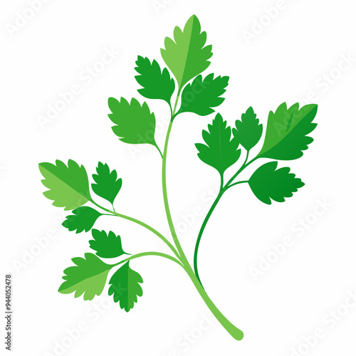 Coriander Plant Illustration on White Background