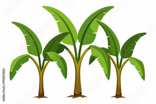 Detailed Vector Illustration of Three Large Banana Plants on White Background