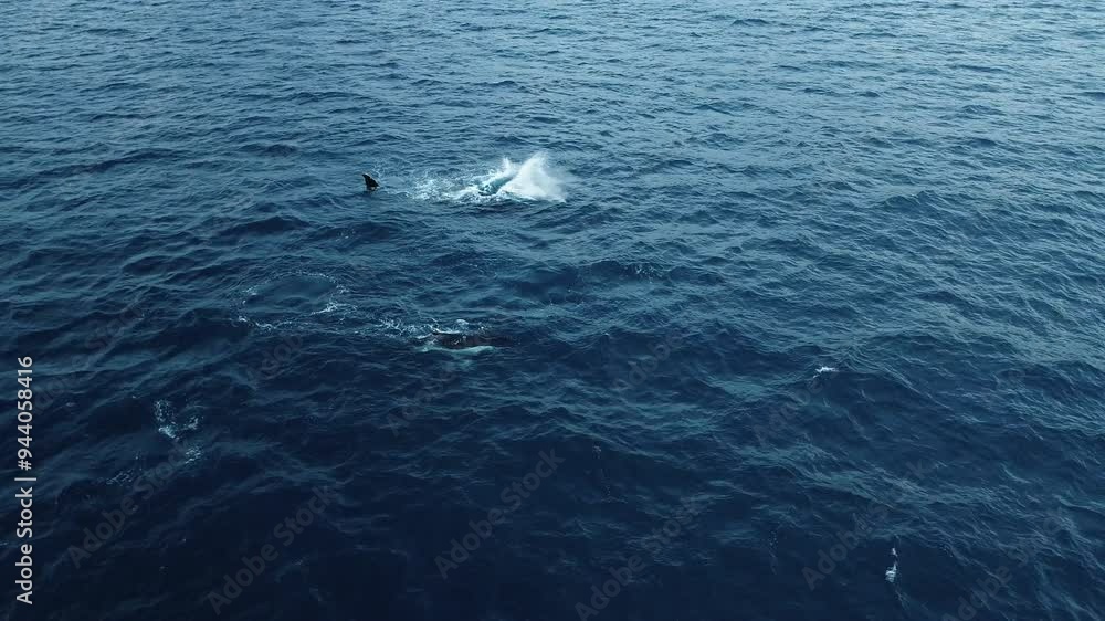 Playful Whales Breaching and rolling in Ocean 4K Playful Whales Breaching and rolling in Ocean 4K