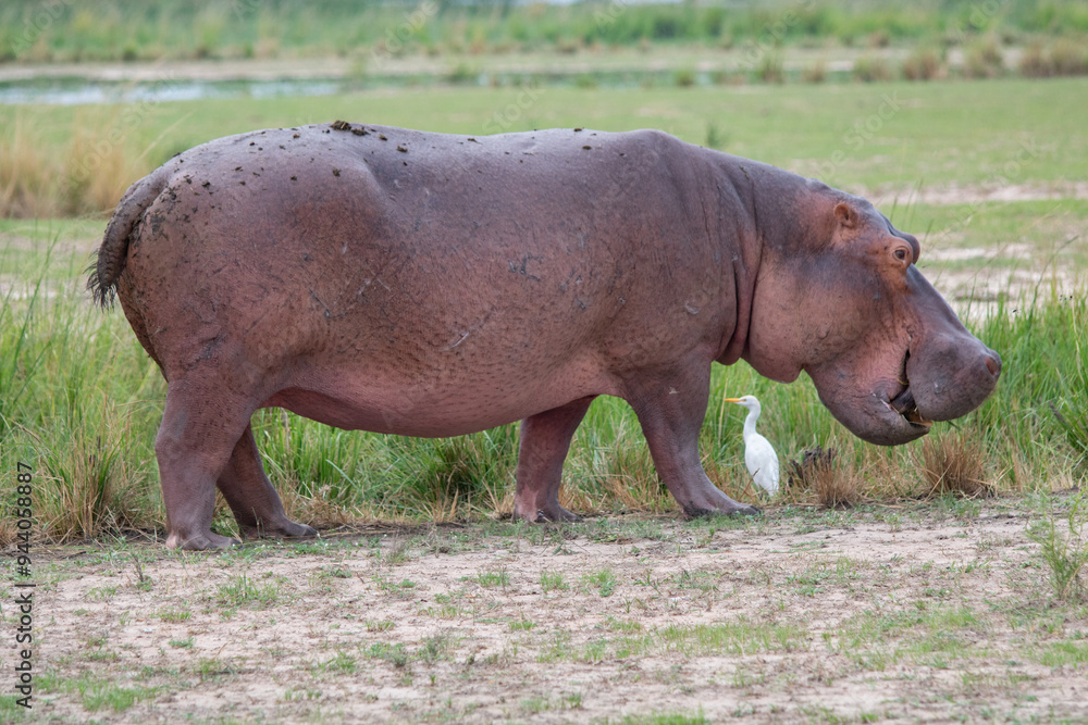 Fototapeta premium ippopotamo fuor d'acqua