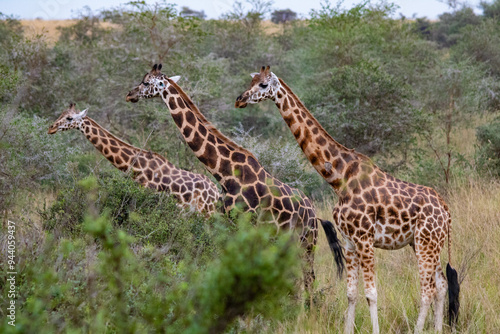 giraffe in mostra al safari