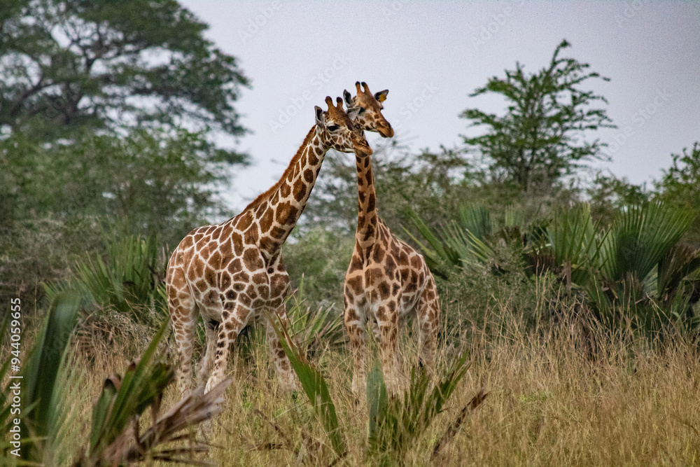 Obraz premium giraffe al safari in uganda
