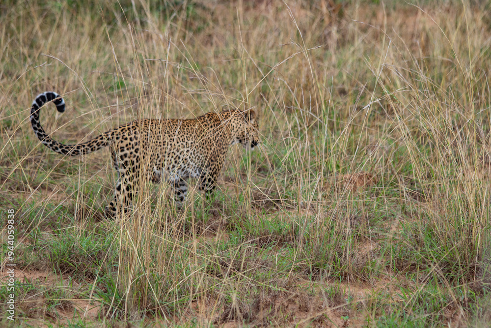 Fototapeta premium leopardo nella savana