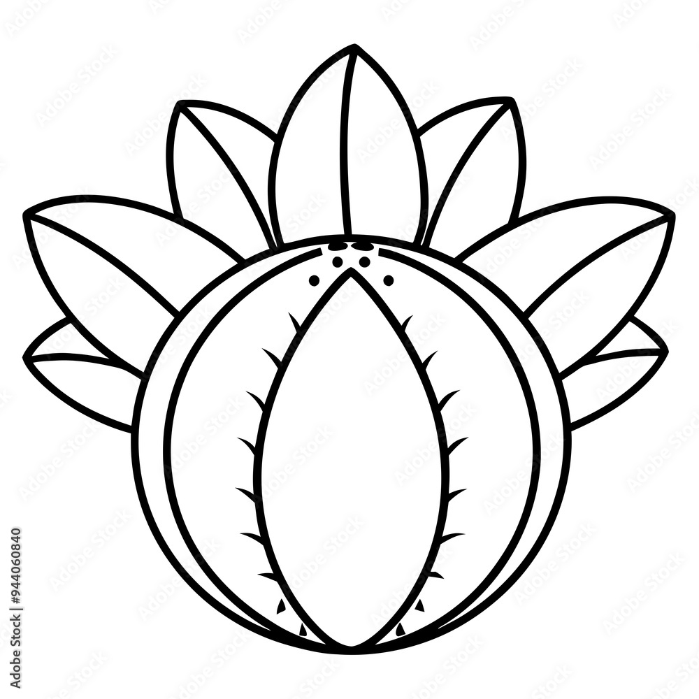 Euphorbia Obesa Baseball Plant Vector line Art Euphorbia Obesa Baseball Plant Vector line Art