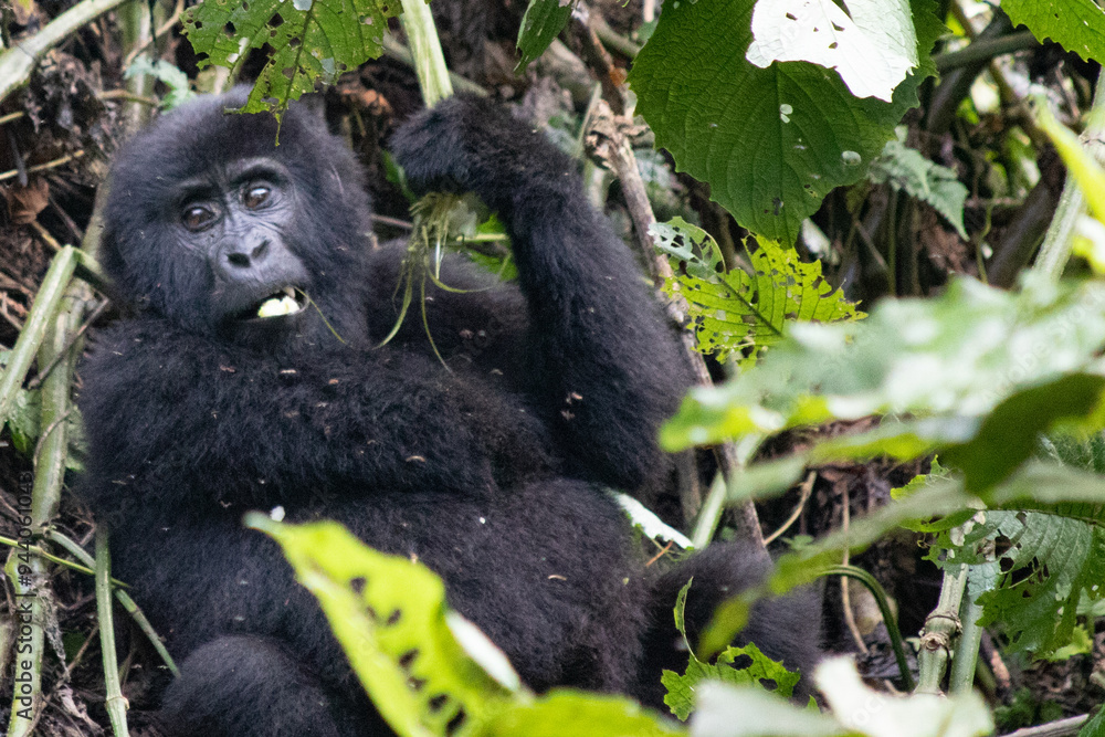 Obraz premium Mountain gorilla Uganda