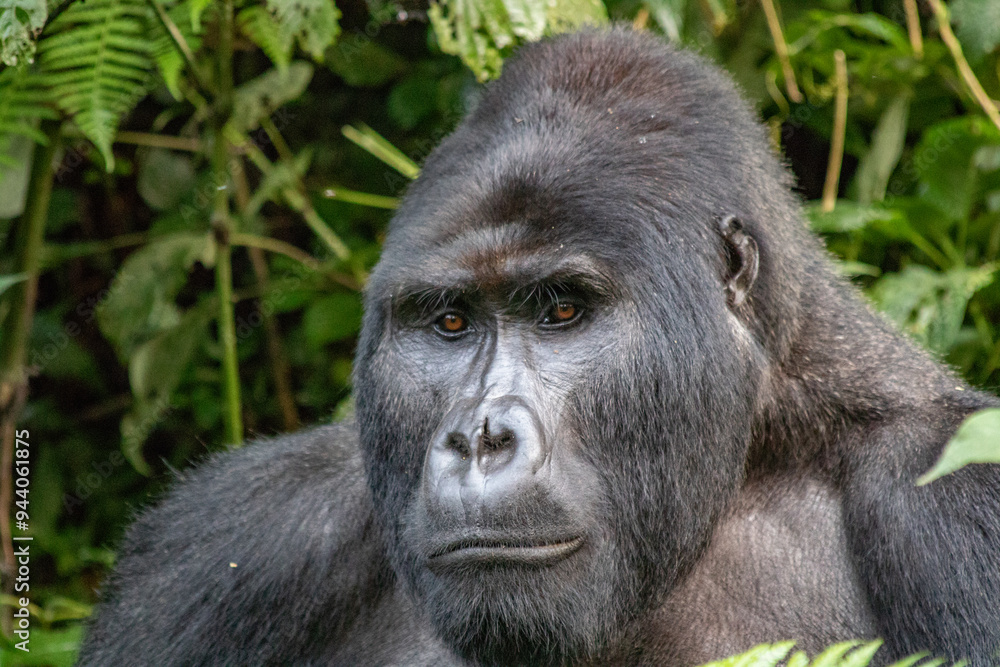 Mountain Gorilla Silverback Uganda Mountain Gorilla Silverback Uganda