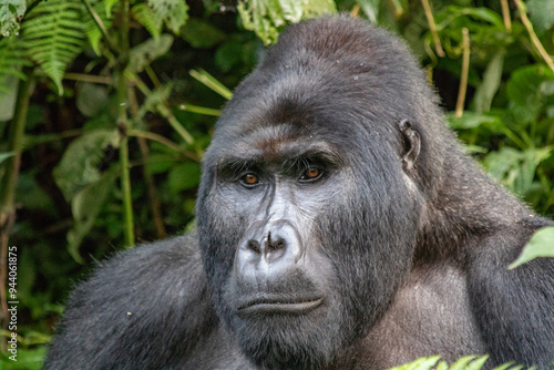 Mountain Gorilla Silverback Uganda