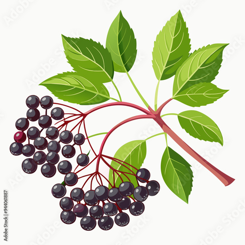 Branch of Elderberry with Ripe Black Berries and Green Leaves
