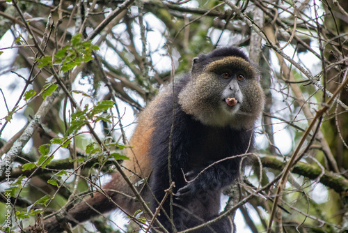 Golden monkey uganda photo