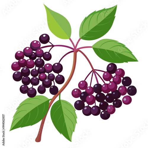 Branch of elderberries with green leaves