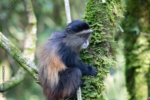 Golden monkey uganda