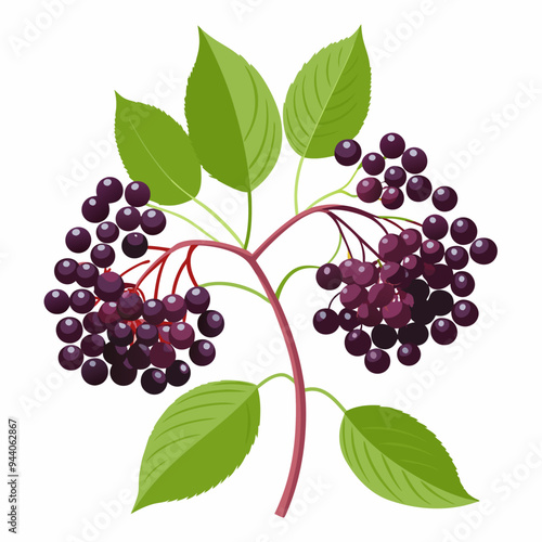 Sprig of Elderberry with Ripe Berries and Green Leaves