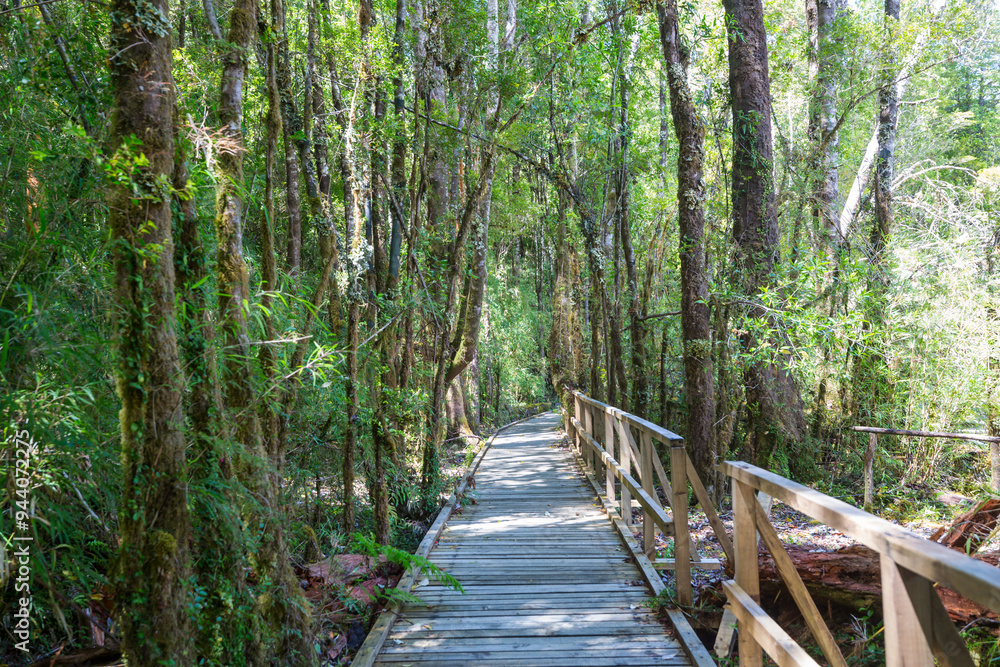 Boardwalk in the forest Boardwalk in the forest
