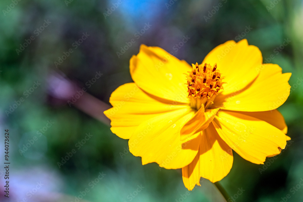 sulfur cosmos sulfur cosmos