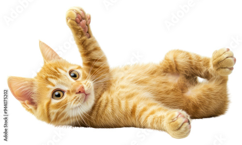 PNG Playful orange kitten waving paw