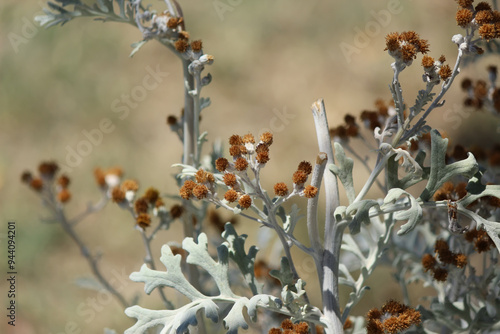 Silver ragwort plant (Jacobaea martitima) photo