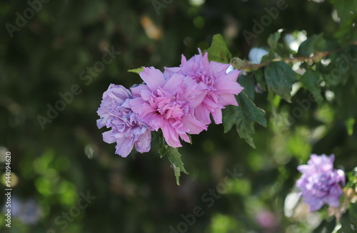 Rose of sharon (Hibiscus syriacus) photo