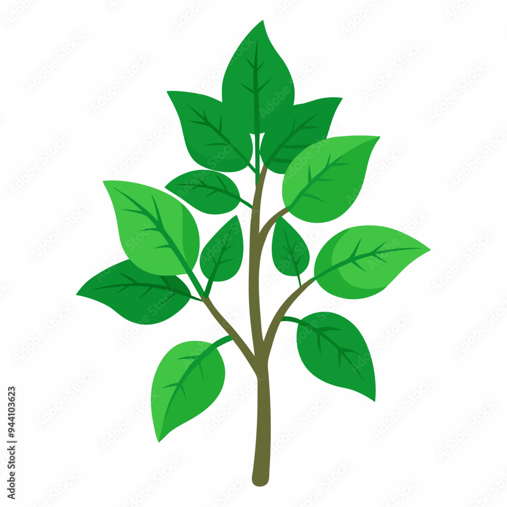 Fototapeta premium Holy Basil Tree Vector Art