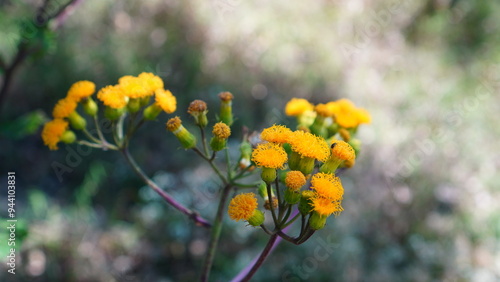 close up of Gynura cusimbua flower photo