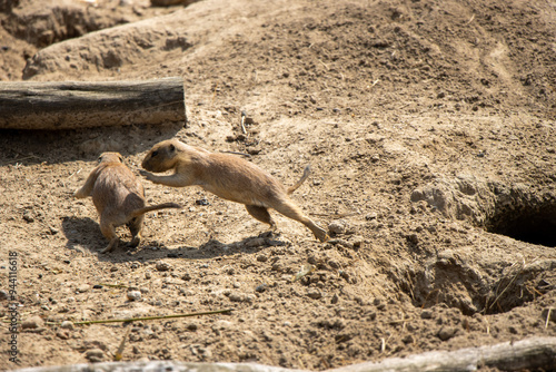 Playful Prairie Dogs in the Sunlight