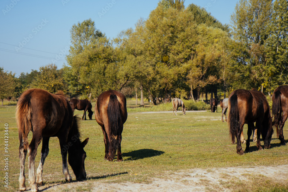 Brown horses grazing in an open pasture, capturing the natural beauty of equestrian life. Focus on the serene landscape and the peaceful grazing activity.