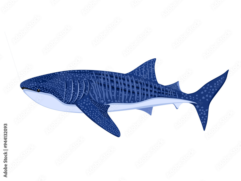 Fototapeta premium Rhincodon typus on a white background.