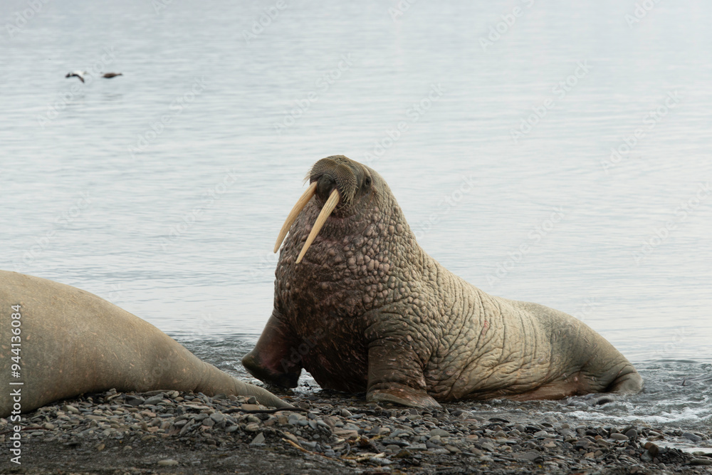 Fototapeta premium Morse, Odobenus rosmarus, Spitzberg, Svalbard, Norvège