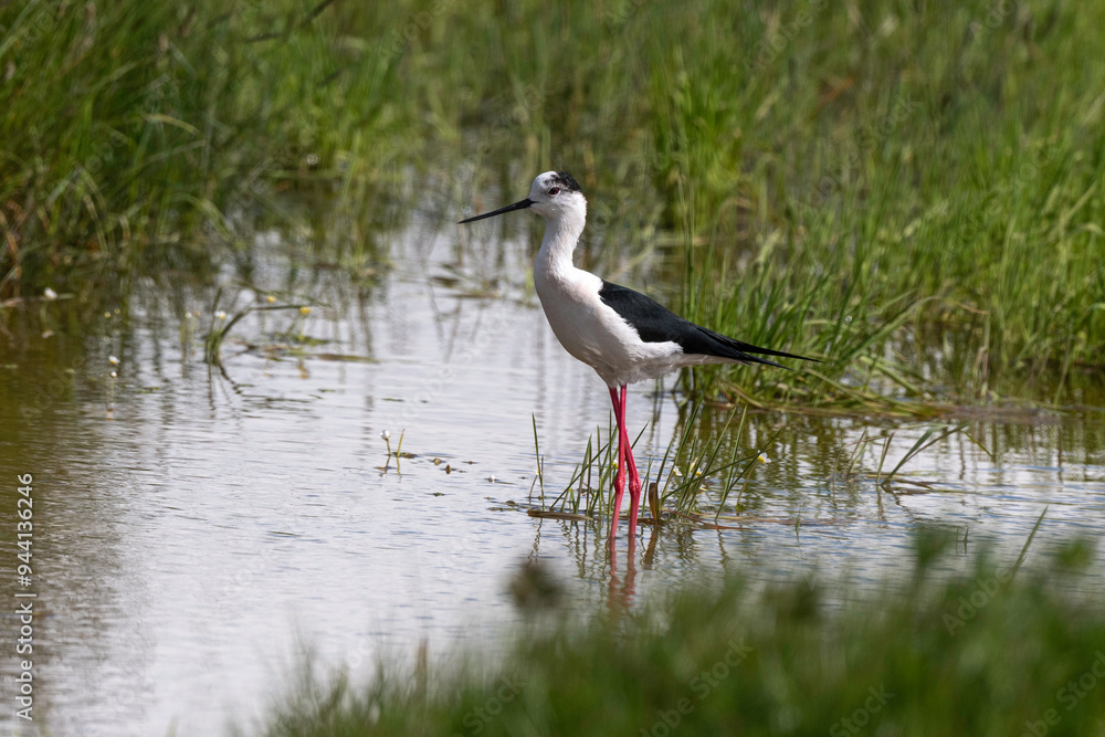 Echasse blanche, Himantopus himantopus, Black winged S Echasse blanche, Himantopus himantopus, Black winged S