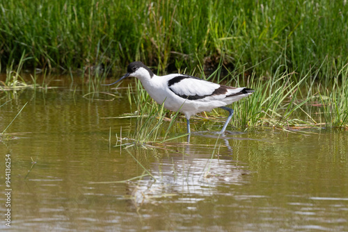 Avocette élégante, Recurvirostra avosetta, Pied Avocet