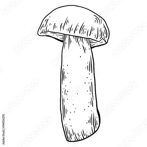 Mushrooms hand drawn sketch