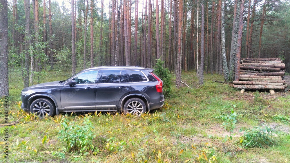 A pile of logs intended for industrial processing was formed near the forest road after sanitary logging. A car stands next to it near a juniper bush in the grass. Cloudy autumn weather A pile of logs intended for industrial processing was formed near the forest road after sanitary logging. A car stands next to it near a juniper bush in the grass. Cloudy autumn weather