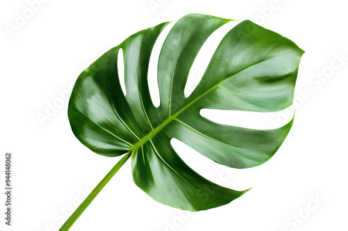 monstera leaf isolated png transparent background photo