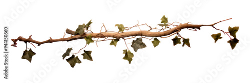PNG Ivy plant leaf vine.