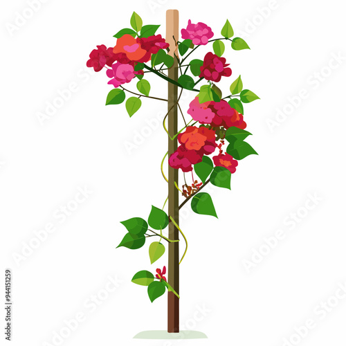 Vector Art of Bougainvillea Climber on Pole with White Background