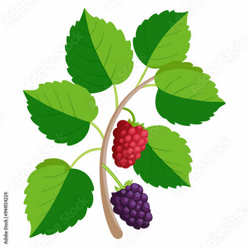 Branch of a blackberry bush with two ripe blackberries