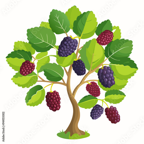 A Mulberry Tree with Ripe Fruit Hanging from Branches