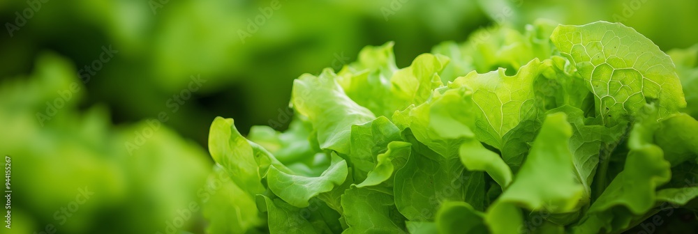 Detailed close-up view of fresh green lettuce leaves, showcasing their vibrant color and crisp texture. Detailed close-up view of fresh green lettuce leaves, showcasing their vibrant color and crisp texture.