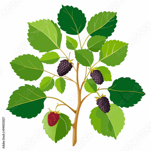 Blackberry Bush with Green Leaves and Ripe Berries