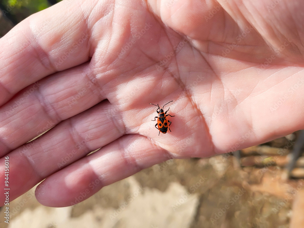 Obraz premium On a sunny spring day, a red bug soldier sits on his arm.