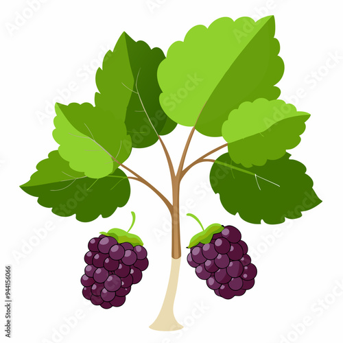 Blackberry Bush with Two Ripe Blackberries