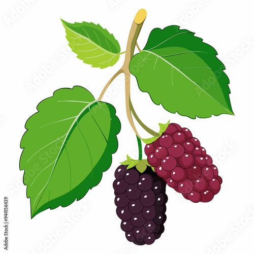 Blackberry Branch with Two Ripe Blackberries and Leaves