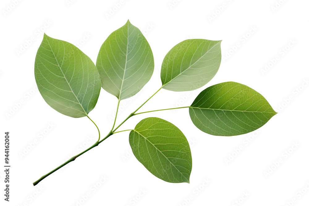 Fototapeta premium A single leaf isolated on clear white and transparent background