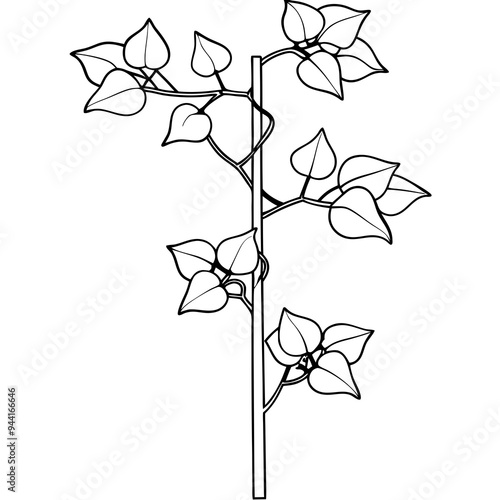 Vector line Art of Bougainvillea Climber on Pole with White Background