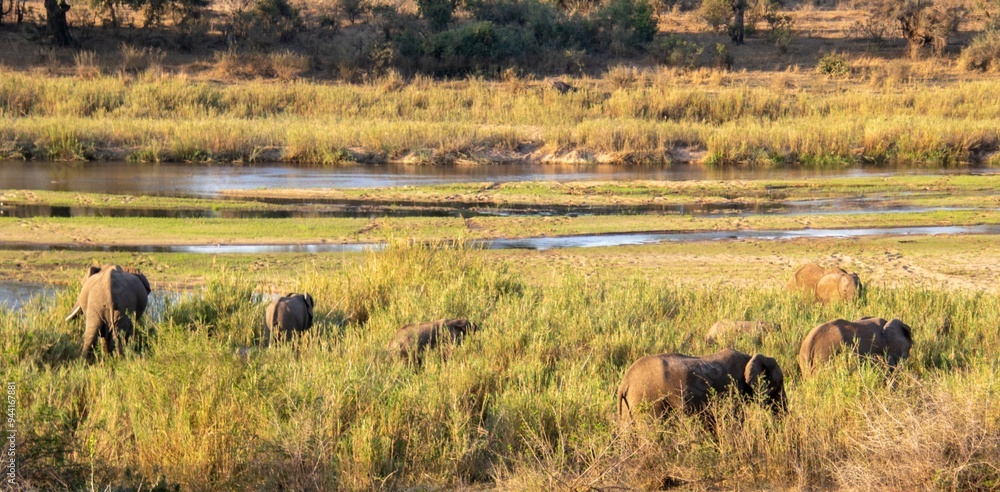 African elephants in the reed beds next to the Sabie river in the Kruger Park in South Africa African elephants in the reed beds next to the Sabie river in the Kruger Park in South Africa