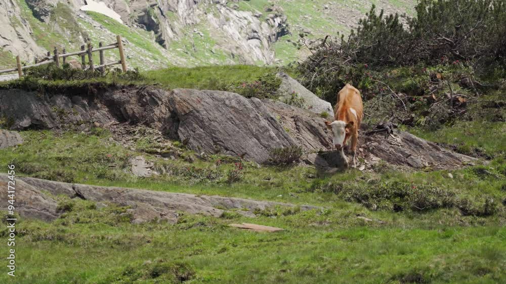 Static shot of a brown-white cow carefully walking down a rock while the other cow is watching her, green grass, located in a valley in the alps, sunny summer day Static shot of a brown-white cow carefully walking down a rock while the other cow is watching her, green grass, located in a valley in the alps, sunny summer day