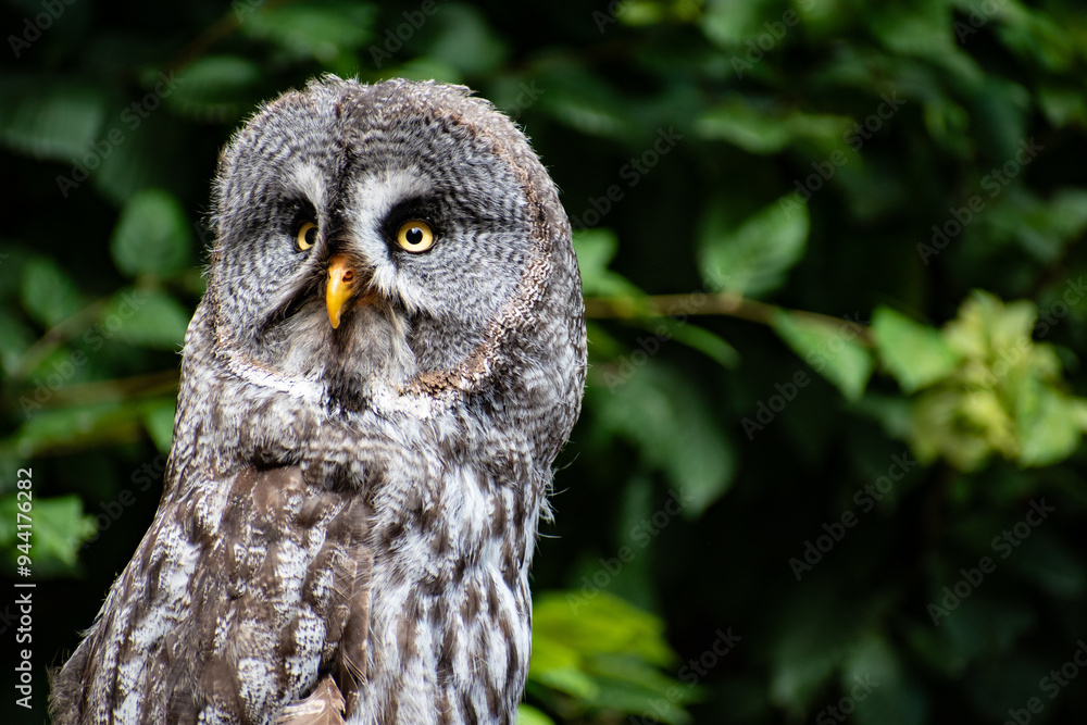 Owl Owl