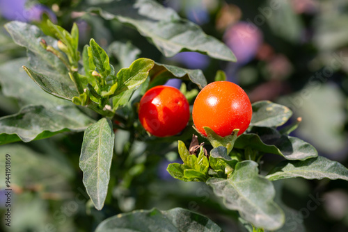 Cherry tomatoes (Solanum pimpinellifolium) growing in an organically grown agroforestry system in the city of Rio de Janeiro, photo