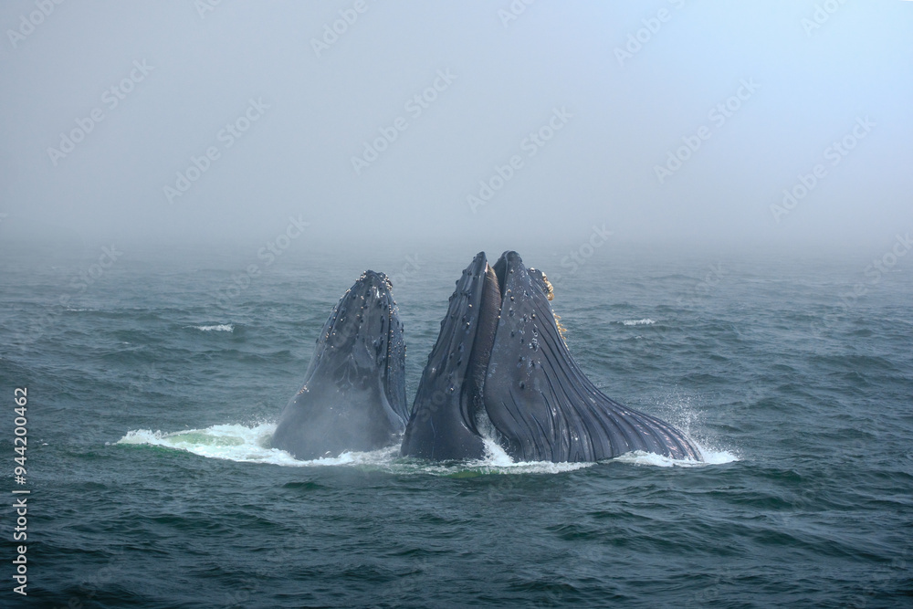 Fototapeta premium Buckelwal an der Küste von Monterey, USA, im Pazifik