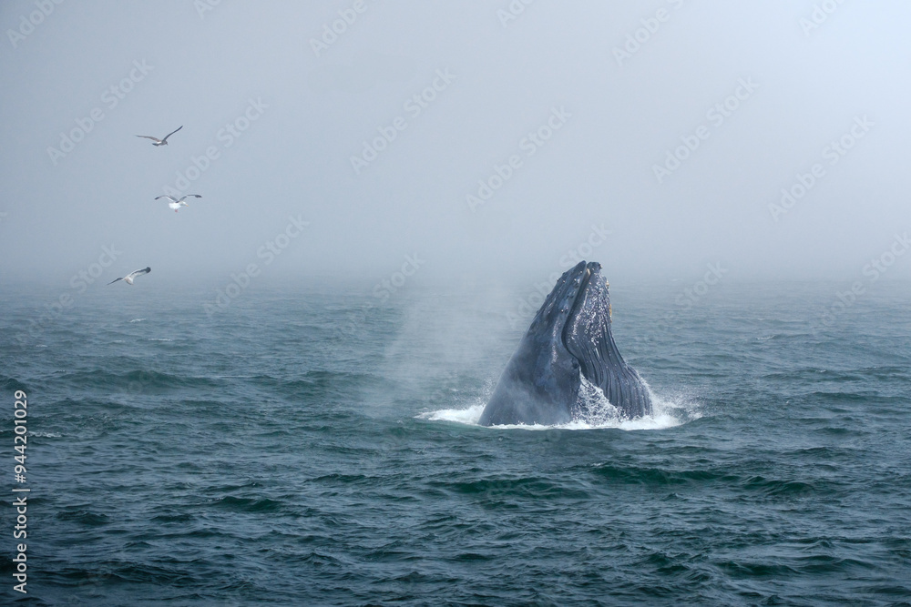 Fototapeta premium Buckelwal an der Küste von Monterey, USA, im Pazifik