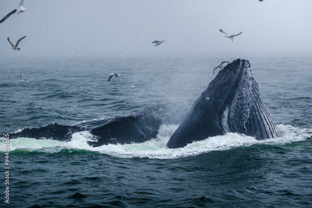 Fototapeta premium Buckelwal an der Küste von Monterey, USA, im Pazifik